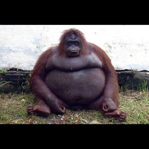 Meet your Posher, Griffin